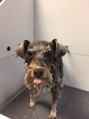 ck9 pet salon & daycare