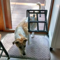 Marine Park Dog Walking Service - Shea learned to use her special door in 5 minuets