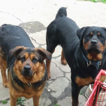 POOP 911 - Chicago - Dog Walkers Near Me POOP 911 - Chicago - Dog Walkers Near Me