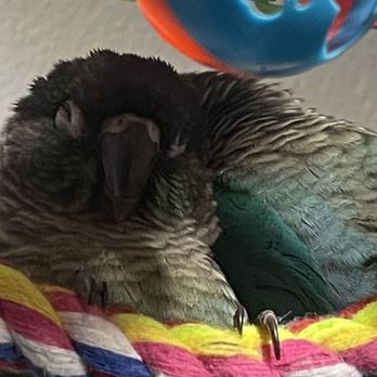Bird Hut - Tarot & Havoc - Pet Stores Near Me - Portland, Oregon Bird Hut - Tarot & Havoc - Pet Stores Near Me - Portland, Oregon