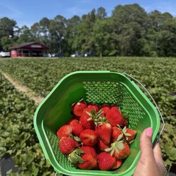 Hunts Strawberry Farm