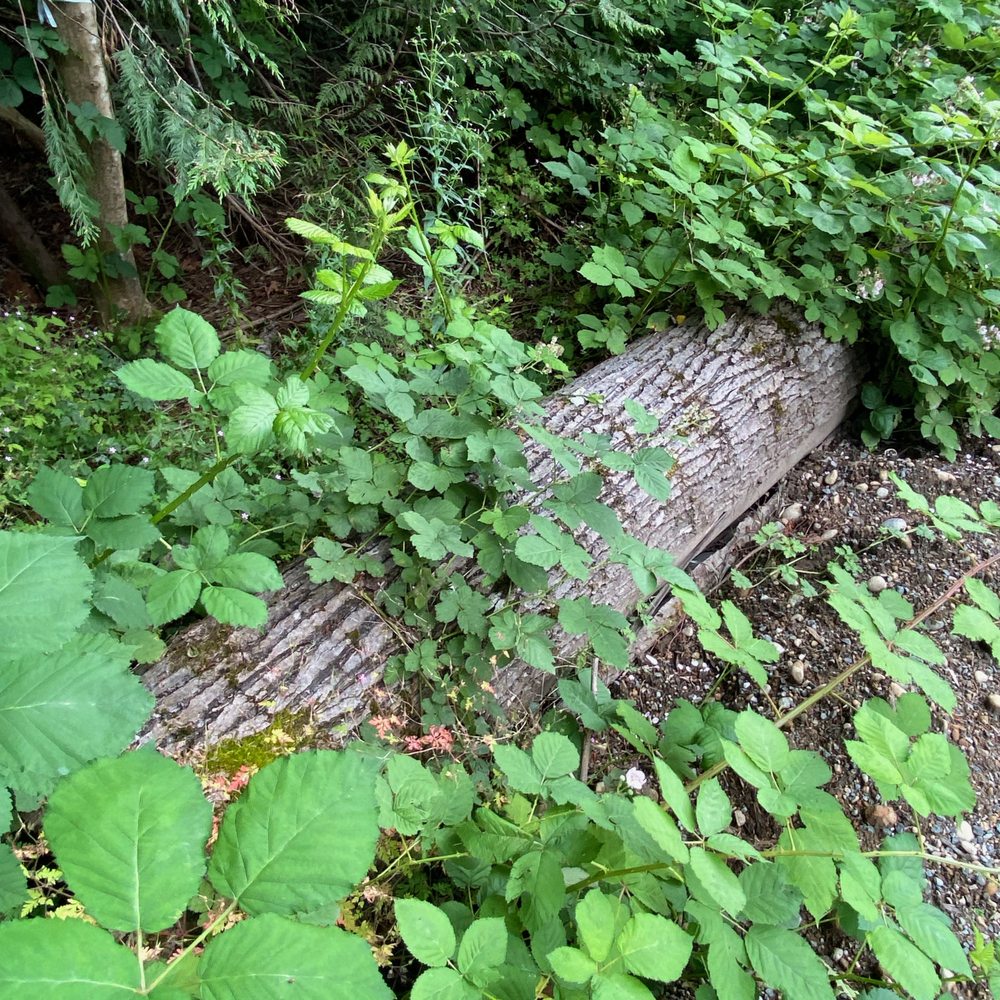 This is how long it took me to find this guy. Vegetation has started growing over the huge logs. This is how long it took me to find this guy. Vegetation has started growing over the huge logs.