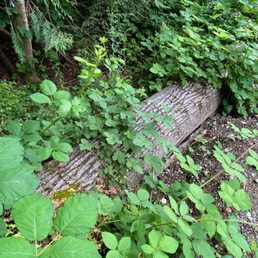 This is how long it took me to find this guy. Vegetation has started growing over the huge logs. This is how long it took me to find this guy. Vegetation has started growing over the huge logs.