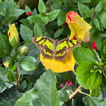 Butterfly World - Botanical Gardens Near Me - Coconut Creek, Florida