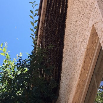 T2 Pest Services - One of the largest bee hives we have seen on a residential home (estimated 100,000 bees). - Pest Control Near Me