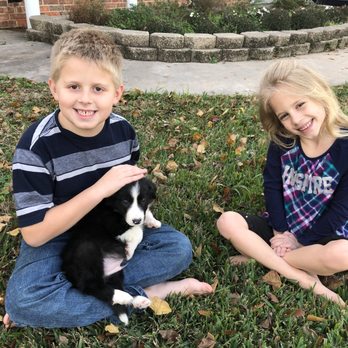The Border Collie Lady - Pet Breeders Near Me - Friendswood, Texas The Border Collie Lady - Pet Breeders Near Me - Friendswood, Texas