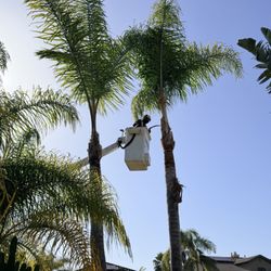 Mor Tree Service