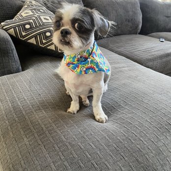 Pretty Pupz - After - Pet Groomers Near Me