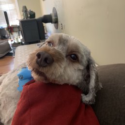 Reagan is so much more comfortable and SMELLS MUCH BETTER after visiting In The Dog House! Reagan is so much more comfortable and SMELLS MUCH BETTER after visiting In The Dog House!