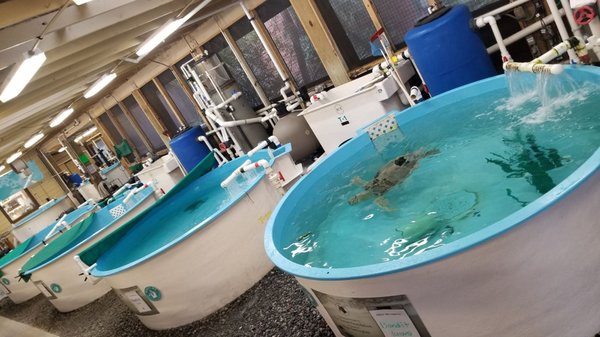 Georgia Sea Turtle Center by null