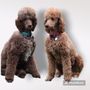 Photo of Silly's Standard Poodles 