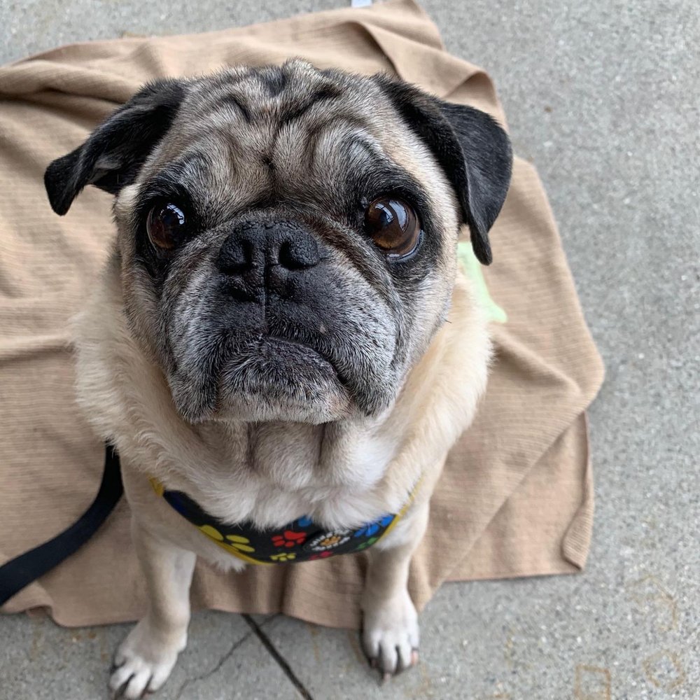 Tasty Box - Pug friendly patio. - Cantonese Near Me - Diamond Bar, California Tasty Box - Pug friendly patio. - Cantonese Near Me - Diamond Bar, California