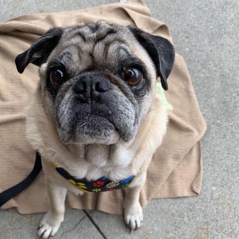 Tasty Box - Pug friendly patio. - Cantonese Near Me - Diamond Bar, California Tasty Box - Pug friendly patio. - Cantonese Near Me - Diamond Bar, California