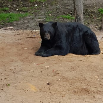 Oswald's Bear Ranch - Black bear... amazing - Zoos Near Me - Newberry, Michigan Oswald's Bear Ranch - Black bear... amazing - Zoos Near Me - Newberry, Michigan