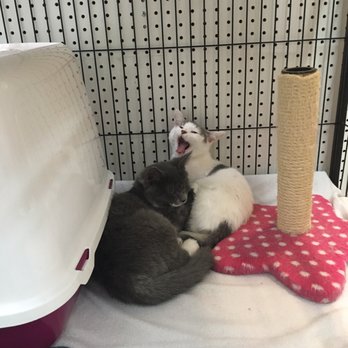 Animal Expert - Pet Stores Near Me - Montreal, Quebec Animal Expert - Pet Stores Near Me - Montreal, Quebec