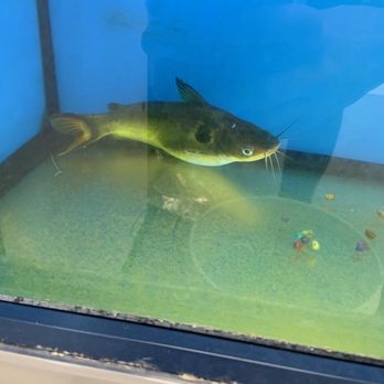 Petco - Dying, hardly moving sun catfish (tropical) kept in chilled goldfish tank. - Pet Training Near Me - Renton, Washington Petco - Dying, hardly moving sun catfish (tropical) kept in chilled goldfish tank. - Pet Training Near Me - Renton, Washington