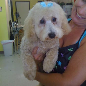 Scooby Do's Pet Grooming - Erica O.'s Noodles looking stunning with Valerie the groomer in love - Pet Groomers Near Me - Tempe, Arizona
