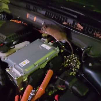 B C Towing - Rat in my engine - Towing Near Me - Santa Clara, California B C Towing - Rat in my engine - Towing Near Me - Santa Clara, California