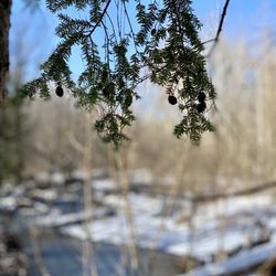 Comeau Trail - Branches & Blooms