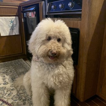 Grooming Magic - She is so fluffy - Pet Sitting Near Me - Plymouth, Massachusetts Grooming Magic - She is so fluffy - Pet Sitting Near Me - Plymouth, Massachusetts