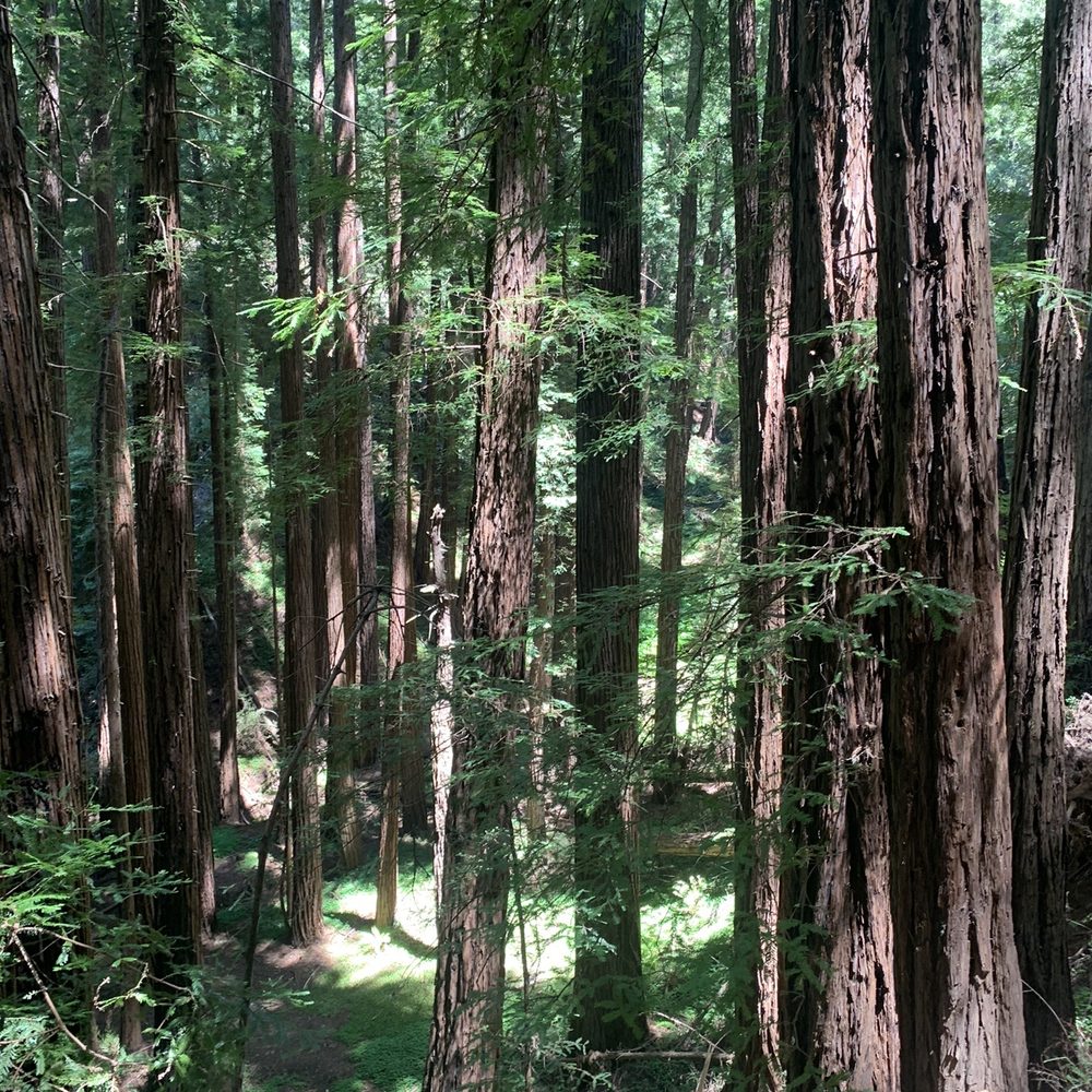 Tower Tours - Gorgeous redwoods. It smelled amazing, here. - Wine Tours Near Me - San Francisco, California Tower Tours - Gorgeous redwoods. It smelled amazing, here. - Wine Tours Near Me - San Francisco, California