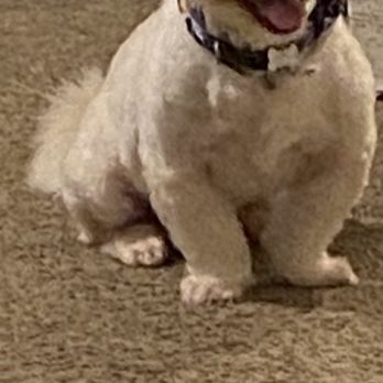 Upscale Tails - Maxx - Pet Groomers Near Me - Ewing Township, New Jersey