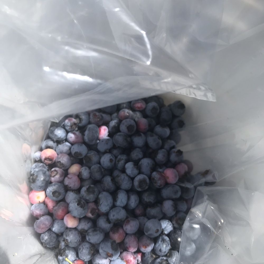 Forstner Blueberry Farm - Pick Your Own Farms Near Me - Allegan, Michigan Forstner Blueberry Farm - Pick Your Own Farms Near Me - Allegan, Michigan