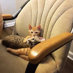 Homeless Animals Lifeline Organization