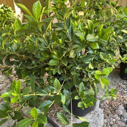 Gardenia