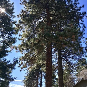 Its Tree Time - Tree Services Near Me - Lake Arrowhead, California