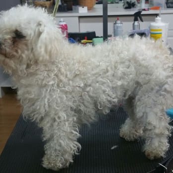 Tangled Tails Pet Grooming - Before - Pet Groomers Near Me - Porterville, California Tangled Tails Pet Grooming - Before - Pet Groomers Near Me - Porterville, California