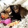 Photo of Heritage Puppies