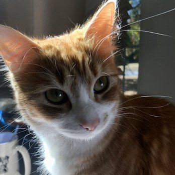 Planned PEThood - Willow three days before death. - Veterinarians Near Me - Duluth, Georgia
