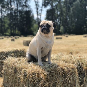 Banks Veterinary Service - Veterinarians Near Me - Banks, Oregon Banks Veterinary Service - Veterinarians Near Me - Banks, Oregon