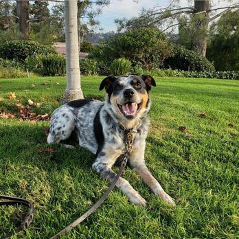 San Diego Canine - Pet Training Near Me San Diego Canine - Pet Training Near Me