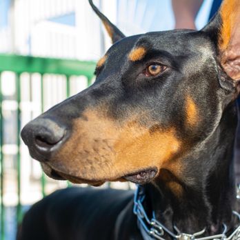It's A Dog's World K-9 Academy - Pet Training Near Me - Glendora, California