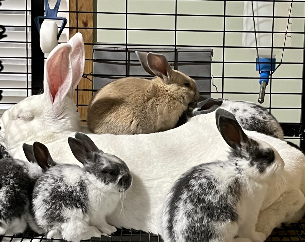 roosters-rabbits-request-information-big-rapids-michigan-pet