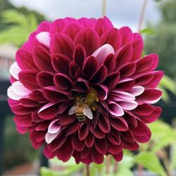 Bridge of Flowers
