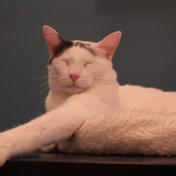 Brooklyn Cat Cafe - Pet Adoption Near Me - Brooklyn, New York Brooklyn Cat Cafe - Pet Adoption Near Me - Brooklyn, New York