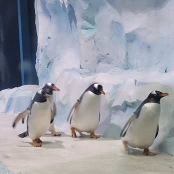 Detroit Zoo - Penguins - Zoos Near Me - Royal Oak, Michigan