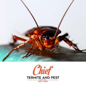 Chief Termite & Pest Control - Pest Control Near Me - Memphis, Tennessee Chief Termite & Pest Control - Pest Control Near Me - Memphis, Tennessee