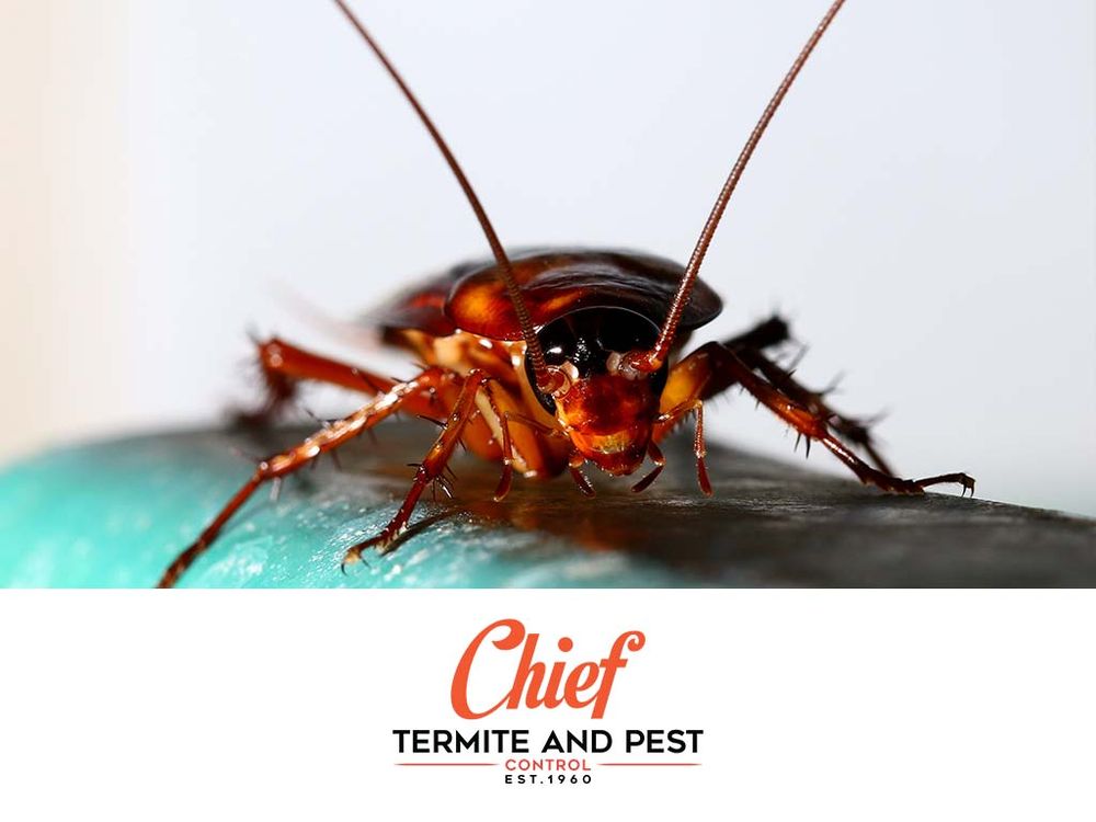 CHIEF TERMITE & PEST CONTROL Updated August 2024 5291 US Hwy 51 N