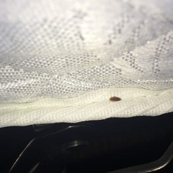 Courtyard by Marriott Toronto Markham - Found Bedbugs in room 314 - Hotels Near Me - Markham, Ontario