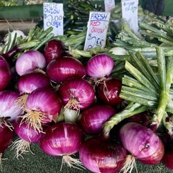 Corona Farms