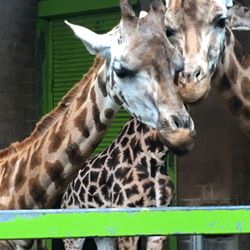 Belfast Zoo