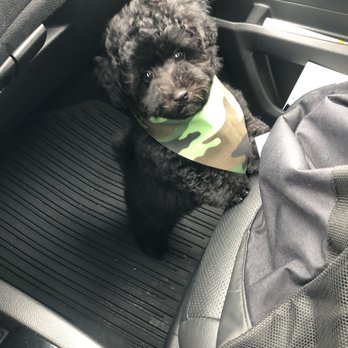 Bubble Puppies Grooming Boutique - Groomed shihpoo - Pet Groomers Near Me - Stockbridge, Georgia