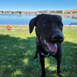 Sparks Marina Dog Park