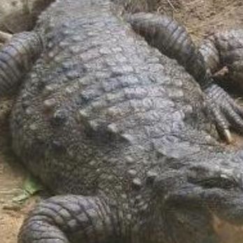 Isdaan Floating Restaurant - Croc! - Seafood Near Me - Quezon, BUK