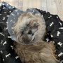 Animal Friends Alliance