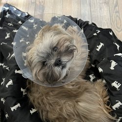 Animal Friends Alliance - Happy and healing!